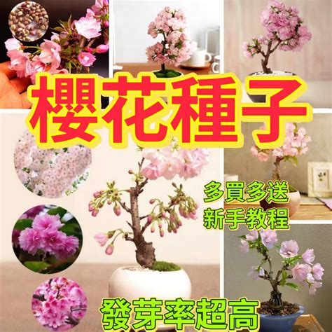 家裡可以種櫻花嗎|櫻花種植盆栽指南：酸鹼度、日照條件、落葉季節全攻。